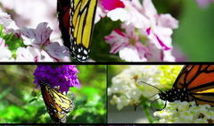 花蝴蝶视频,探寻自然之美，感受生命律动