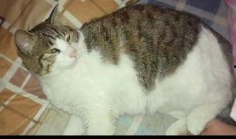 吃瓜娱乐猫,揭秘娱乐圈背后的趣味故事